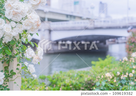 在大阪市中心的綠洲中之島公園拍攝盛開的美麗玫瑰 109619382