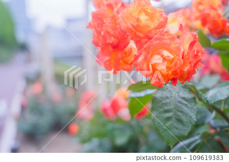 在大阪市中心的綠洲中之島公園拍攝盛開的美麗玫瑰 109619383