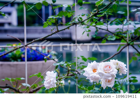 Photographing the beautiful roses at their peak bloom at Osaka Nakanoshima Park, an oasis in the city center 109619411
