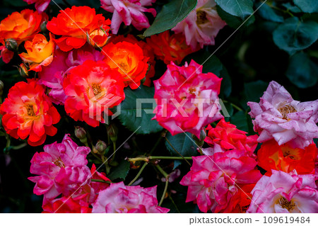 Photographing the beautiful roses at their peak bloom at Osaka Nakanoshima Park, an oasis in the city center 109619484