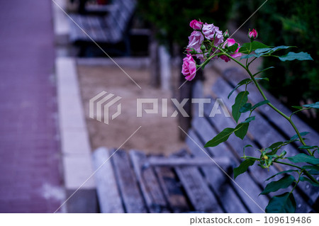 Photographing the beautiful roses at their peak bloom at Osaka Nakanoshima Park, an oasis in the city center 109619486