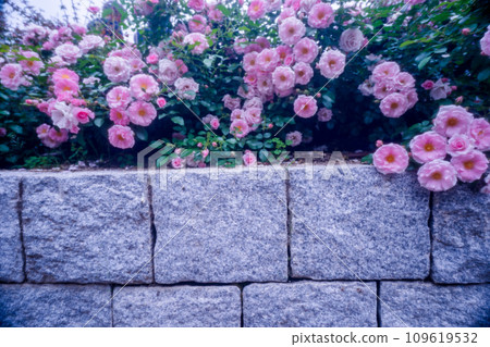 Photographing the beautiful roses at their peak bloom at Osaka Nakanoshima Park, an oasis in the city center 109619532