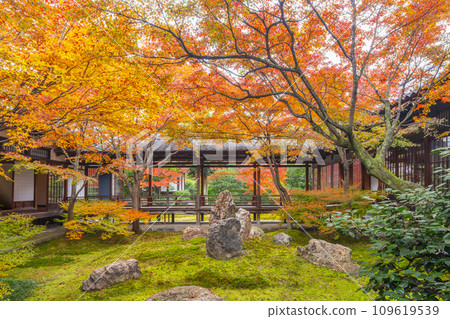京都東山的秋天，建仁寺，紫苑花園，秋葉覆蓋 109619539