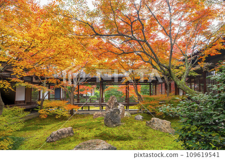 京都東山的秋天，建仁寺，紫苑花園，秋葉覆蓋 109619541