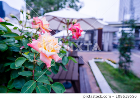 在大阪市中心的綠洲中之島公園拍攝盛開的美麗玫瑰 在大阪市中心的綠洲中之島公園拍攝盛開的美麗玫瑰 109619556