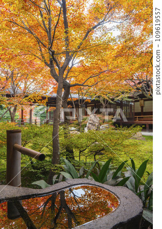 京都東山的秋天,建仁寺,紫苑花園,秋葉環繞,秋葉倒映在水碗裡 京都東山的秋天,建仁寺,紫苑花園,秋葉環繞,秋葉倒映在水碗裡 109619557