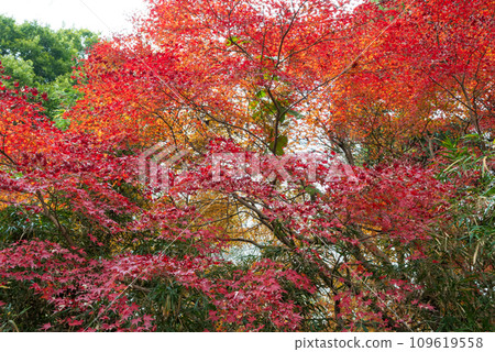 Beautiful red maple leaves 109619558