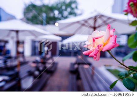 Photographing the beautiful roses at their peak bloom at Osaka Nakanoshima Park, an oasis in the city center 109619559