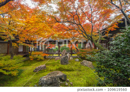 Autumn in Higashiyama, Kyoto, Kenninji Temple, Shion Garden covered in autumn leaves 109619560