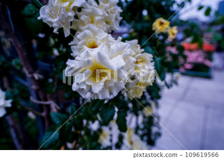 Photographing the beautiful roses at their peak bloom at Osaka Nakanoshima Park, an oasis in the city center 109619566
