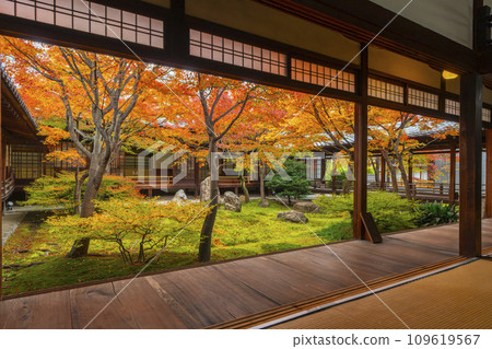 Autumn in Higashiyama, Kyoto, Kenninji Temple, Shion Garden covered in autumn leaves 109619567