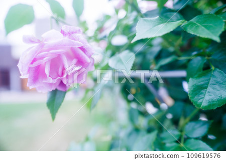Photographing the beautiful roses at their peak bloom at Osaka Nakanoshima Park, an oasis in the city center 109619576