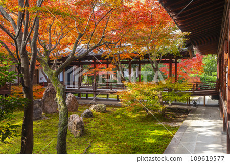 京都東山的秋天,建仁寺,紫苑花園,秋葉覆蓋 京都東山的秋天,建仁寺,紫苑花園,秋葉覆蓋 109619577