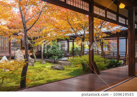 Autumn in Higashiyama, Kyoto, Kenninji Temple, Shion Garden covered in autumn leaves 109619583