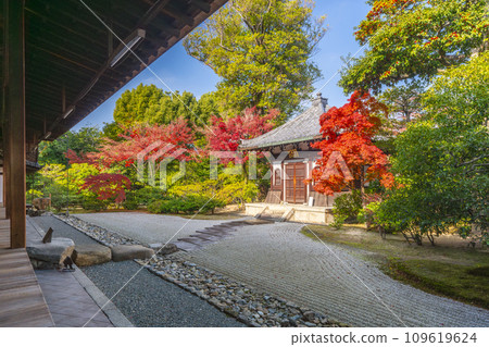 京都東山的秋天，建仁寺，從北條看到的秋葉和骨庫 109619624