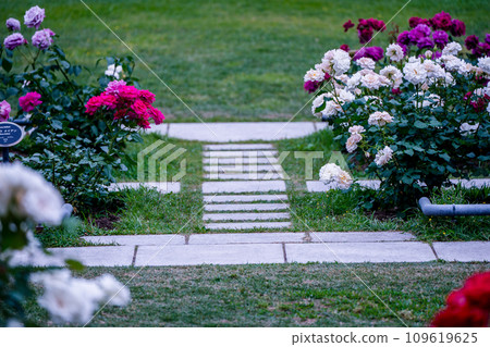 在大阪市中心的綠洲中之島公園拍攝盛開的美麗玫瑰 在大阪市中心的綠洲中之島公園拍攝盛開的美麗玫瑰 109619625