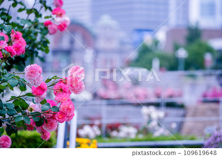 在大阪市中心的綠洲中之島公園拍攝盛開的美麗玫瑰 109619648