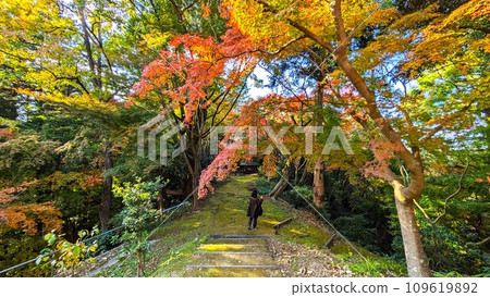 秋天，一位女士在河內長野延命寺奧河內紅葉公園的秋葉中漫步 109619892