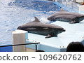 Dolphins playing in the aquarium 109620762