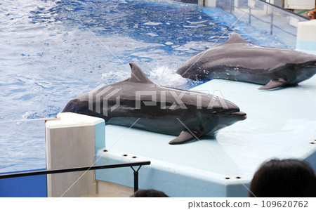 海豚在水族館玩耍 109620762