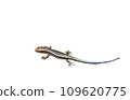 cute lizard 109620775