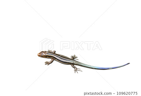 cute lizard 109620775