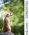 Meerkat standing and staring 109620781