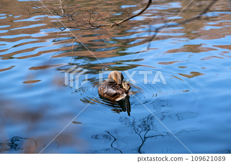 single duck on the lake single duck on the lake 109621089