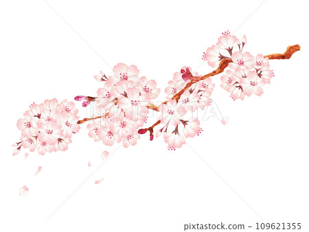 水彩櫻花枝和花朵插畫 109621355