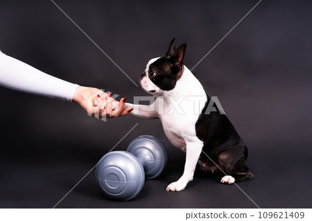 Smart puppy dog, boston terrier with sports equipment. Sport, fitness, bodybuilding concept. 109621409