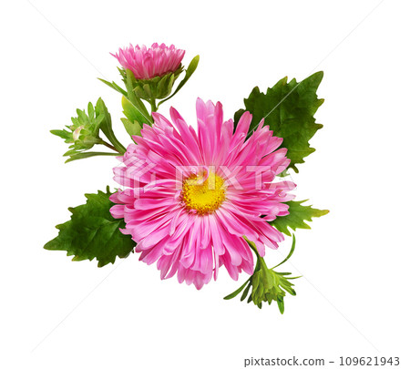 Pink aster flower and buds in a floral arrangement isolated Pink aster flower and buds in a floral arrangement isolated 109621943