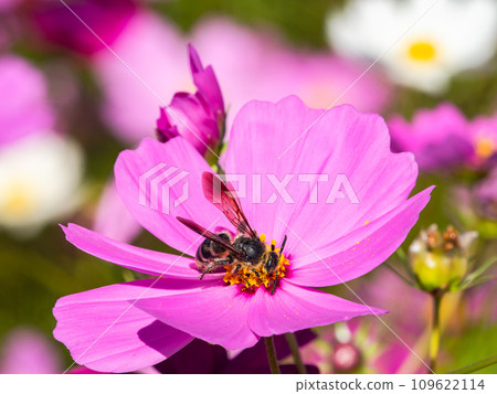 在秋天晴朗的天空下，一隻蜜蜂在明亮、盛開的波斯菊花叢中吸食花蜜。 109622114