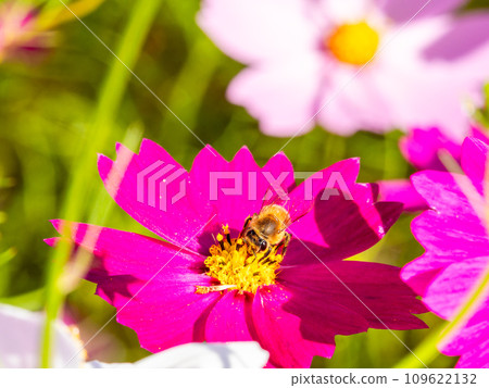 在秋天晴朗的天空下，一隻蜜蜂在明亮、盛開的波斯菊花叢中吸食花蜜。 109622132