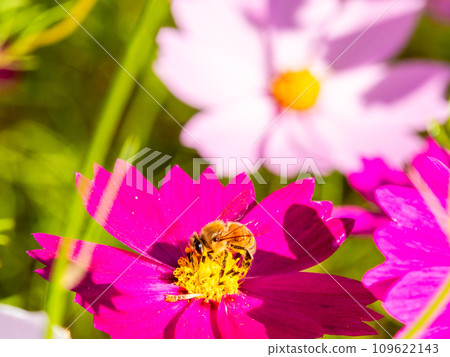 在秋天晴朗的天空下，一隻蜜蜂在明亮、盛開的波斯菊花叢中吸食花蜜。 109622143
