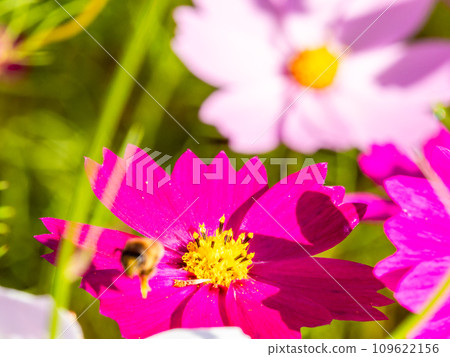 A bee sucks nectar in a bright, full-bloom cosmos field under a clear autumn sky. 109622156