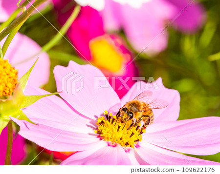 A bee sucks nectar in a bright, full-bloom cosmos field under a clear autumn sky. A bee sucks nectar in a bright, full-bloom cosmos field under a clear autumn sky. 109622176