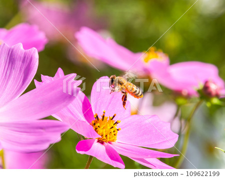 在秋天晴朗的天空下，一隻蜜蜂在明亮、盛開的波斯菊花叢中吸食花蜜。 109622199
