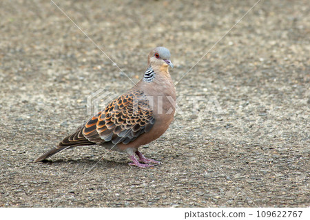 斑鳩 斑鳩 109622767