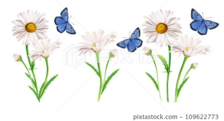 Set of daisy flower compositions and blue butterflies. Watercolor illustration isolated on white. For clip art cards 109622773