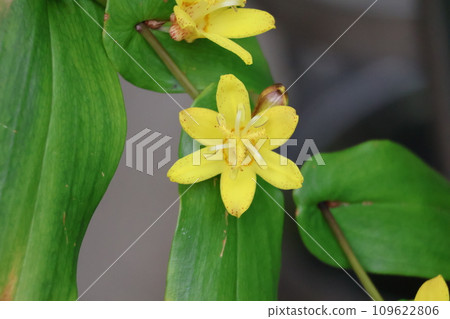 A close-up shot of the green leaves and yellow petals of Sagamijorohototogisu flowers. A close-up shot of the green leaves and yellow petals of Sagamijorohototogisu flowers. 109622806