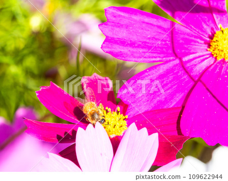 A bee sucks nectar in a bright, full-bloom cosmos field under a clear autumn sky. 109622944