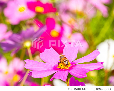 在秋天晴朗的天空下，一隻蜜蜂在明亮、盛開的波斯菊花叢中吸食花蜜。 109622945