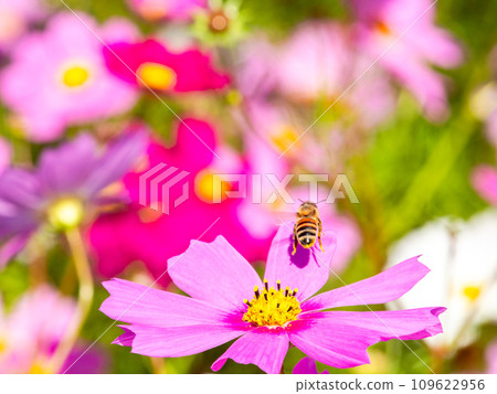 在秋天晴朗的天空下，一隻蜜蜂在明亮、盛開的波斯菊花叢中吸食花蜜。 109622956