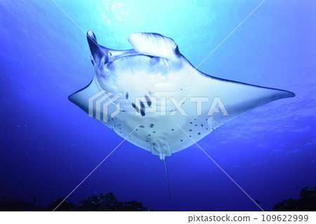 Ishigakijima的Manta Ishigakijima的Manta 109622999