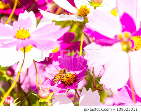 在秋天晴朗的天空下,一隻蜜蜂在明亮、盛開的波斯菊花叢中吸食花蜜。 在秋天晴朗的天空下,一隻蜜蜂在明亮、盛開的波斯菊花叢中吸食花蜜。 109623011