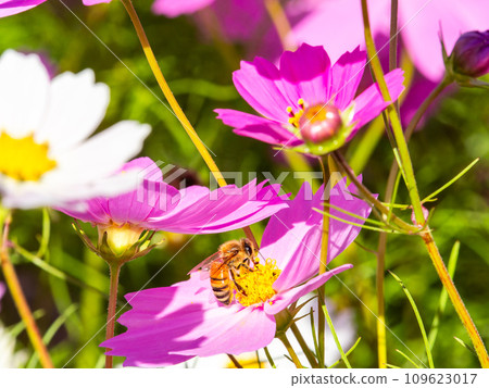 在秋天晴朗的天空下，一隻蜜蜂在明亮、盛開的波斯菊花叢中吸食花蜜。 109623017