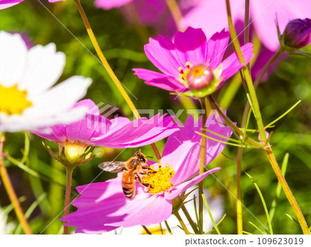 在秋天晴朗的天空下，一隻蜜蜂在明亮、盛開的波斯菊花叢中吸食花蜜。 109623019