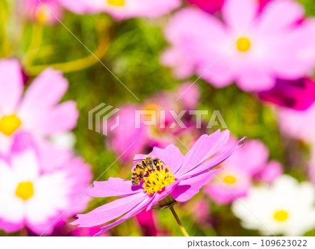 在秋天晴朗的天空下,一隻蜜蜂在明亮、盛開的波斯菊花叢中吸食花蜜。 在秋天晴朗的天空下,一隻蜜蜂在明亮、盛開的波斯菊花叢中吸食花蜜。 109623022