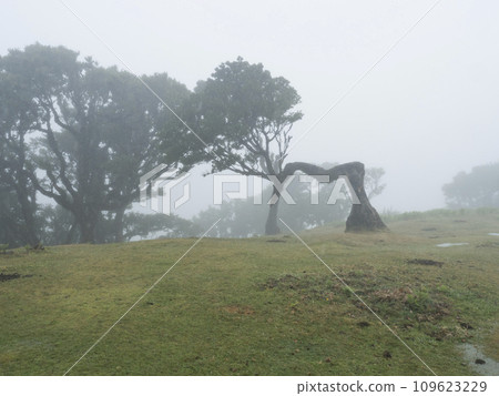 Fanal laurel forest in dense fog. Bizarre shape mossy trees, twisted branches, moss and fern. Mysterious atmosphere, scene like misty, creepy horror movie. Tourist point Fanal, Madeira, Portugal 109623229