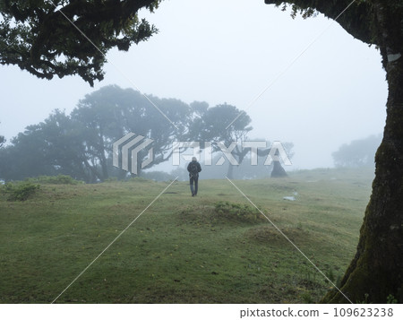 Fanal laurel forest in dense fog with lonely man figure. Bizarre shape mossy trees, twisted branches, moss and fern. Mysterious creepy atmosphere. Tourist point Fanal, Madeira, Portugal Fanal laurel forest in dense fog with lonely man figure. Bizarre shape mossy trees, twisted branches, moss and fern. Mysterious creepy atmosphere. Tourist point Fanal, Madeira, Portugal 109623238